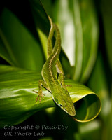 travel_37 - Hawaii