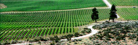 pano_12x36_8