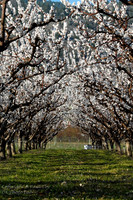 scenic_9 - 16x24 or 20x30 or 24x36