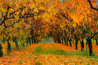 scenic_3 - 16x24 or 20x30 or 24x36