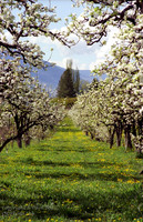 scenic_12 - 16x24 or 20x30