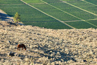 scenic_20 - 16x24 or 20x30 or 24x36